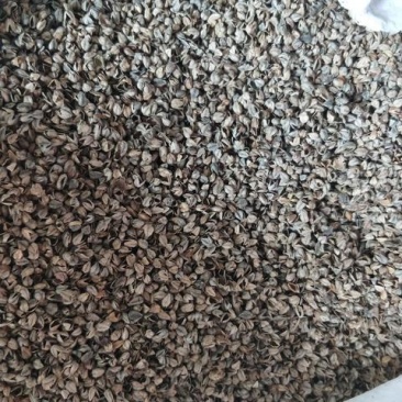 高温水洗消毒荞麦壳批发干净无杂质枕芯填充90高成熟荞麦皮