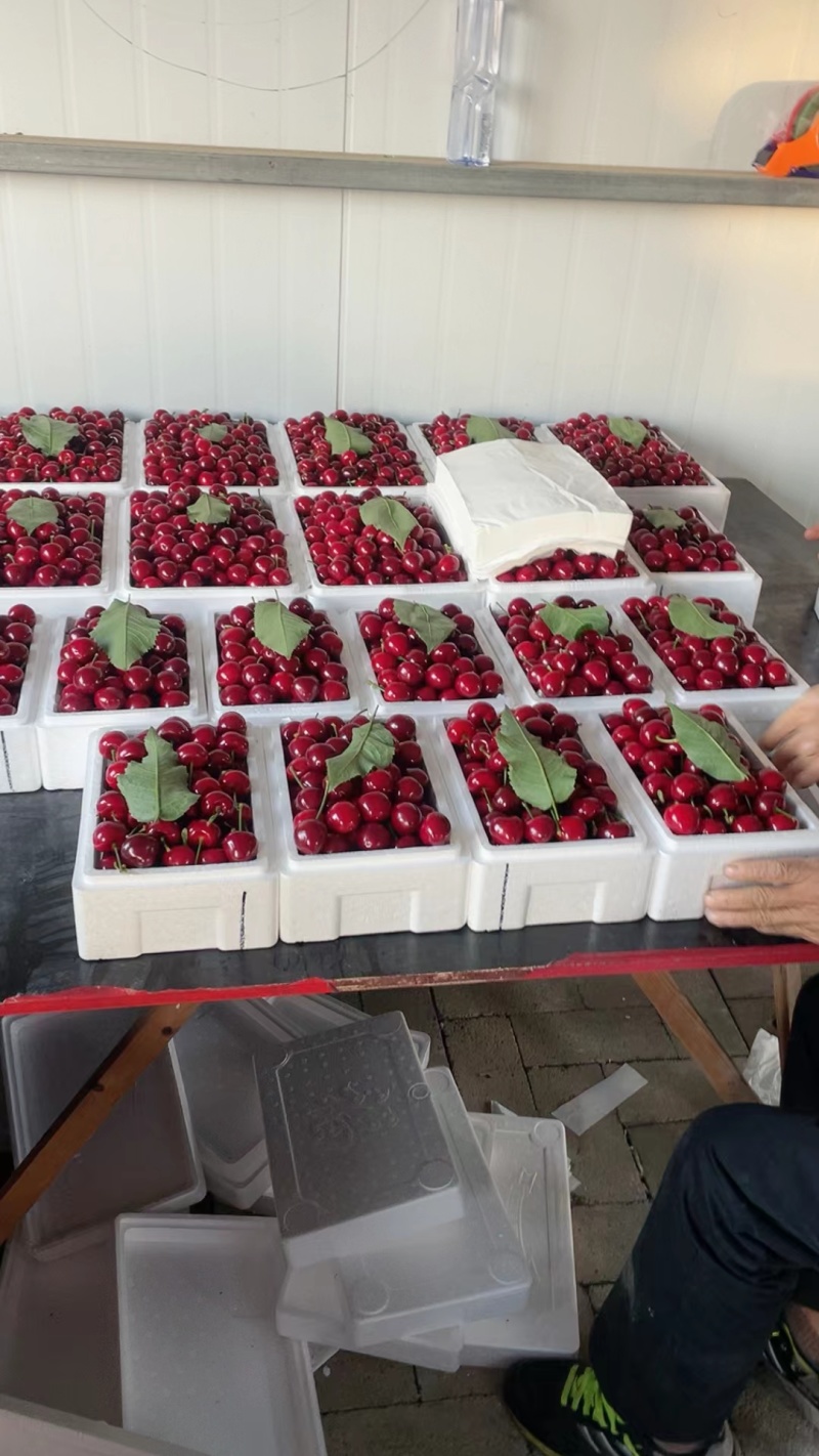 【推荐】山东美早先锋樱桃品种多价格低产地直供一件代发