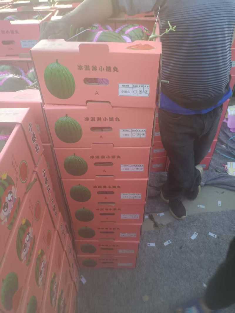 山东精品冰糖籽小西瓜大量上市产地一手货源量大从优
