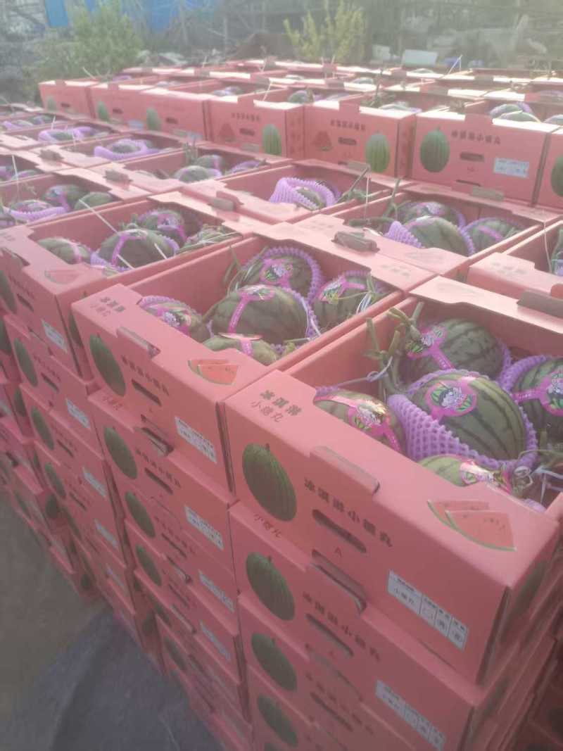 山东精品冰糖籽小西瓜大量上市产地一手货源量大从优