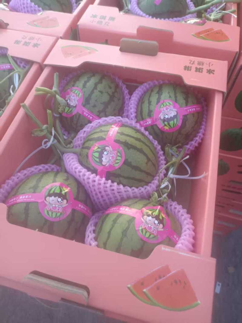 山东精品冰糖籽小西瓜大量上市产地一手货源量大从优