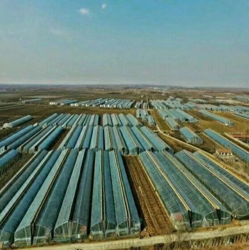 【推荐】山东美早先锋樱桃品种多价格低产地直供一件代发