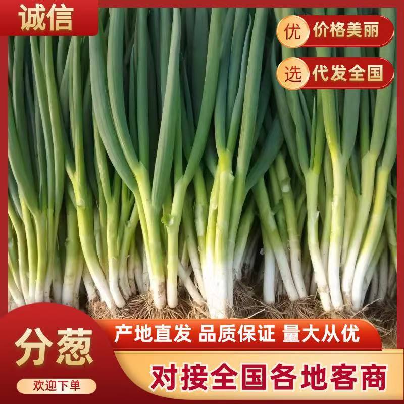 山东分葱净葱市场批发可装箱，大量加工厂货源价格便宜