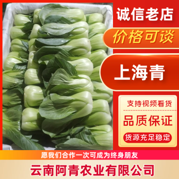《云南上海青》基地现货供应/规格齐全/量大从优/全国发货
