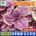 特优红锦苋-苋菜种子特优红锦苋菜耐热清香脆嫩