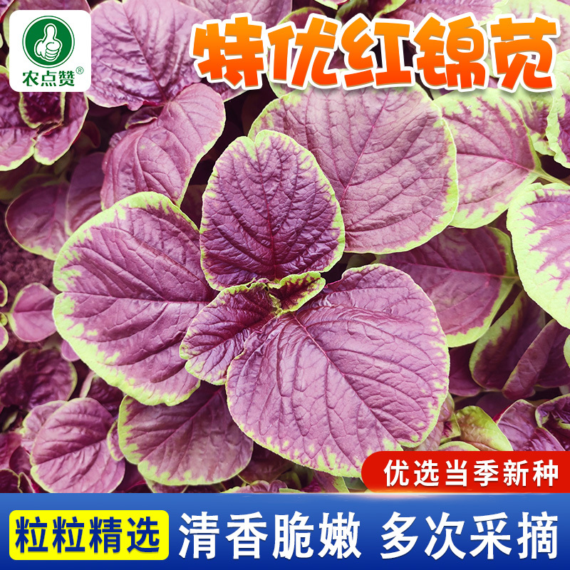 特优红锦苋-苋菜种子特优红锦苋菜耐热清香脆嫩