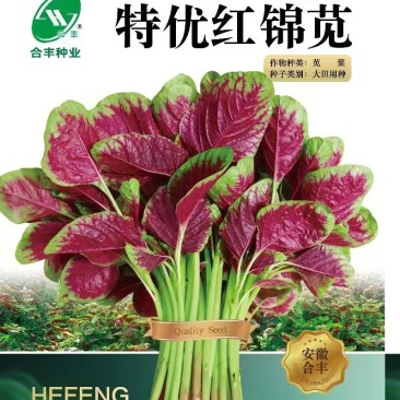 特优红锦苋-苋菜种子特优红锦苋菜耐热清香脆嫩