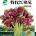 特优红锦苋-苋菜种子特优红锦苋菜耐热清香脆嫩