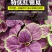 特优红锦苋-苋菜种子特优红锦苋菜耐热清香脆嫩