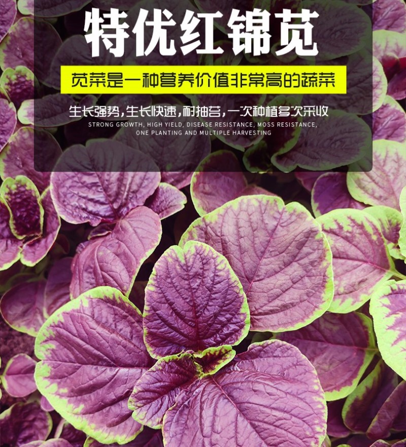 特优红锦苋-苋菜种子特优红锦苋菜耐热清香脆嫩