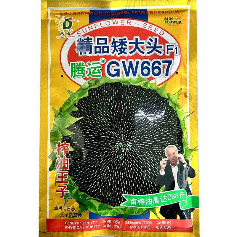 油葵种子矮大头腾运GW667榨油食用向日葵种出油高抗旱