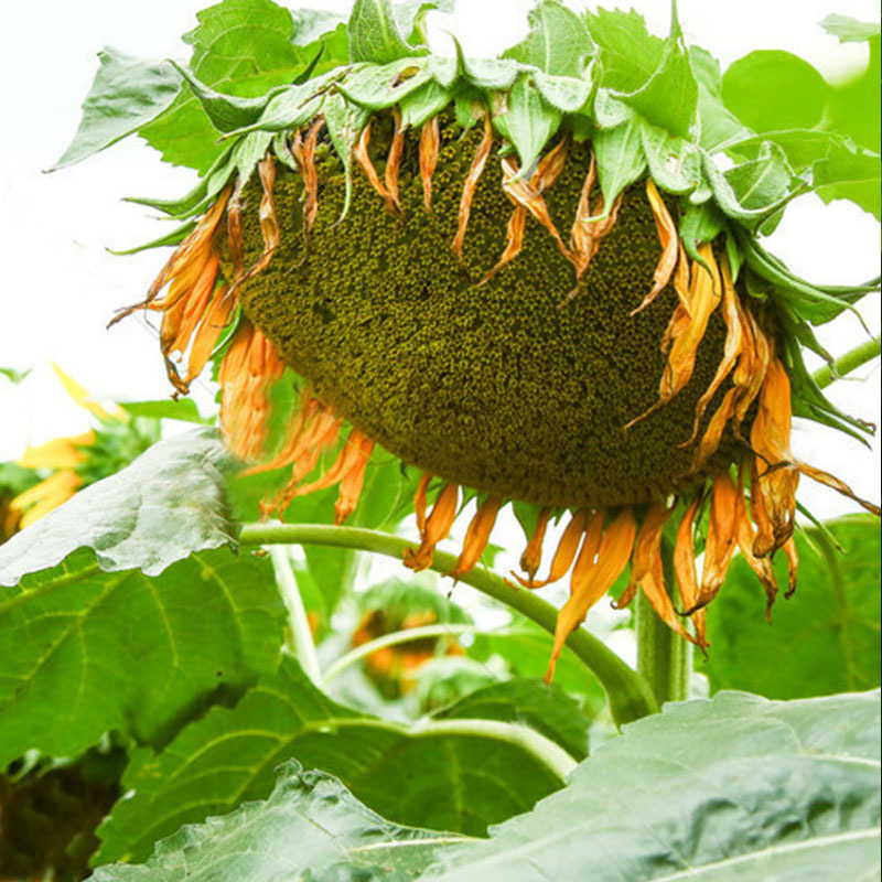 油葵种子矮大头腾运GW667榨油食用向日葵种出油高抗旱