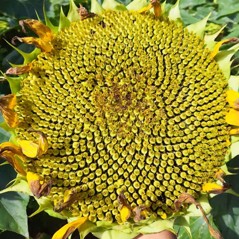油葵种子矮大头腾运GW667榨油食用向日葵种出油高抗旱