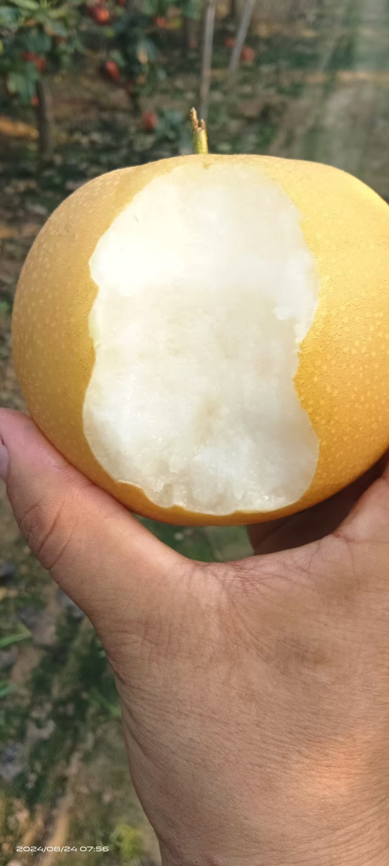 【牛商推荐】秋月梨。大量有货原产地直发欢迎选购