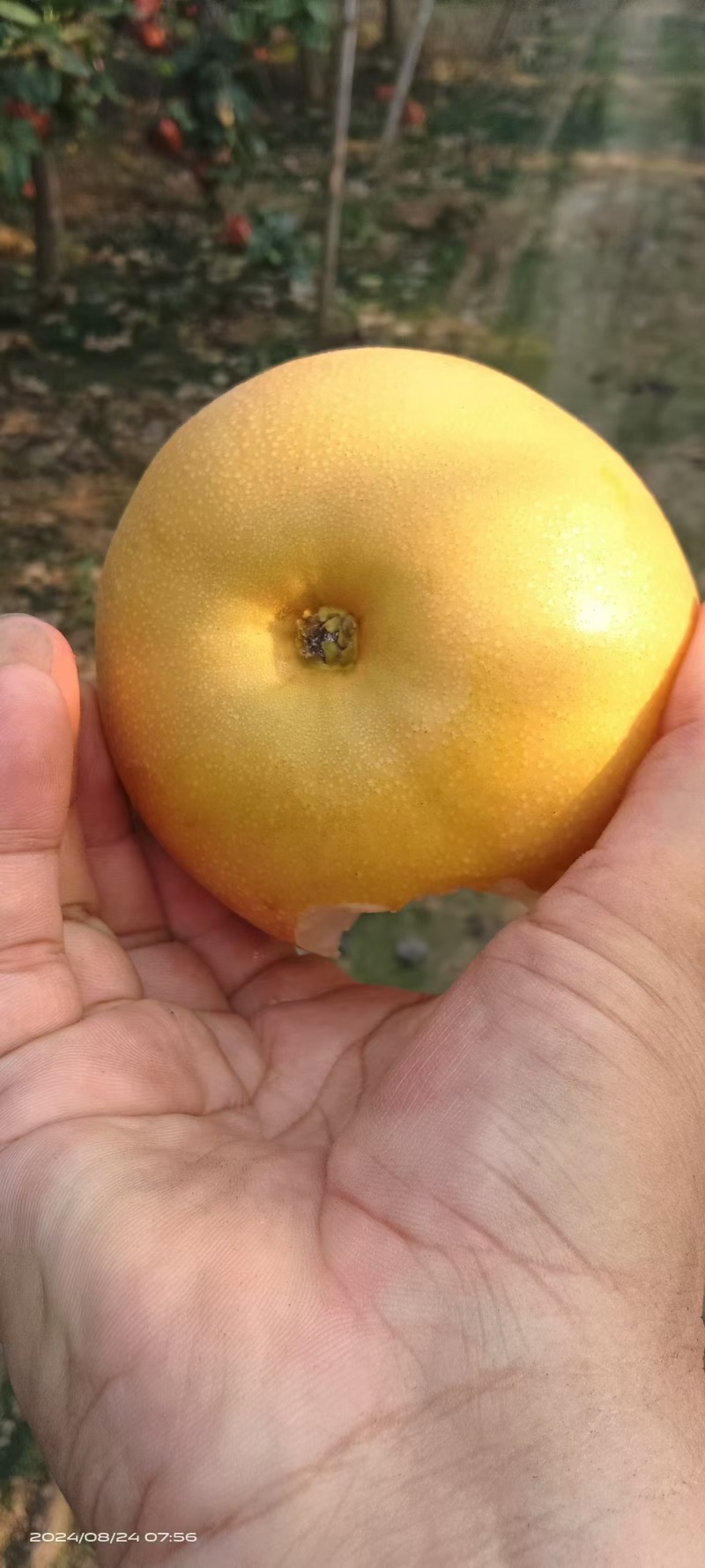 【牛商推荐】秋月梨。大量有货原产地直发欢迎选购