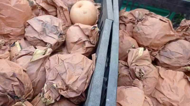 秋月梨脆甜多汁量大发货价格合理商超品质快来咨询