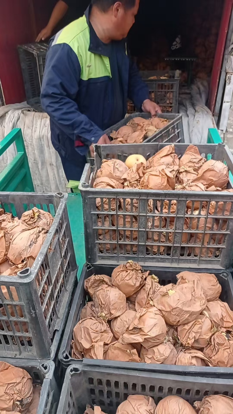 秋月梨脆甜多汁量大发货价格合理商超品质快来咨询
