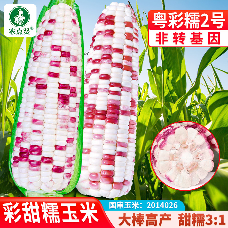 粤彩糯2号-糯玉米种子大棒筒型高产软糯香甜颗粒饱满