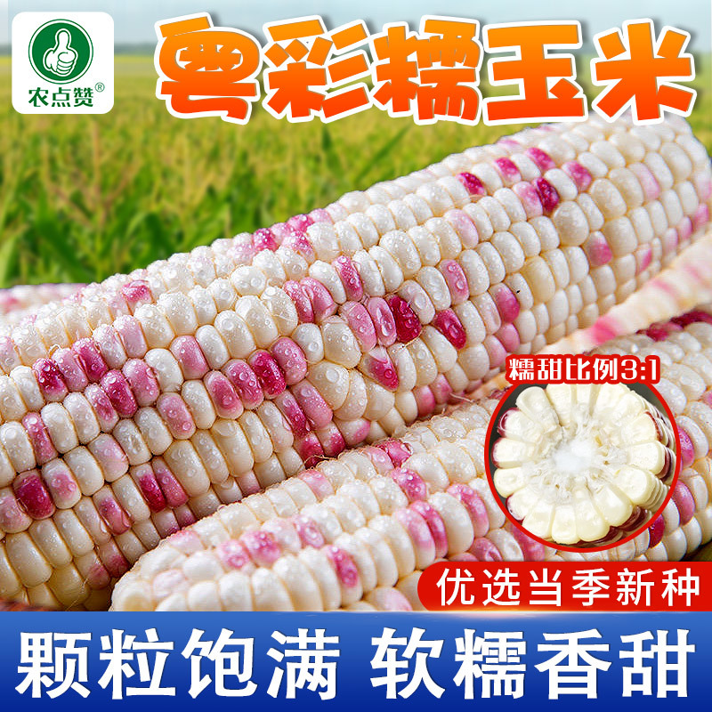 粤彩糯2号-糯玉米种子大棒筒型高产软糯香甜颗粒饱满