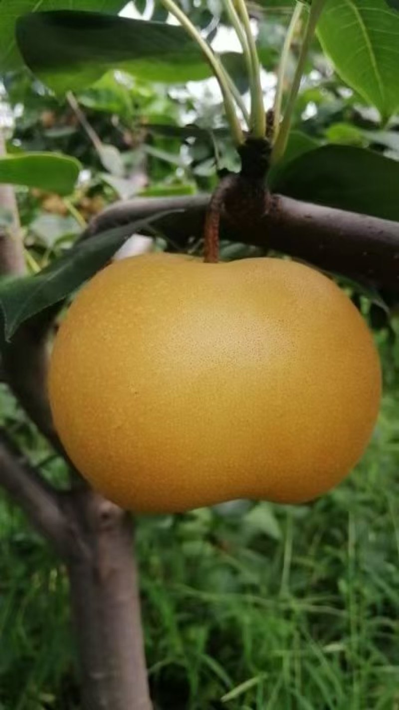 【牛商推荐】秋月梨。大量有货原产地直发欢迎选购