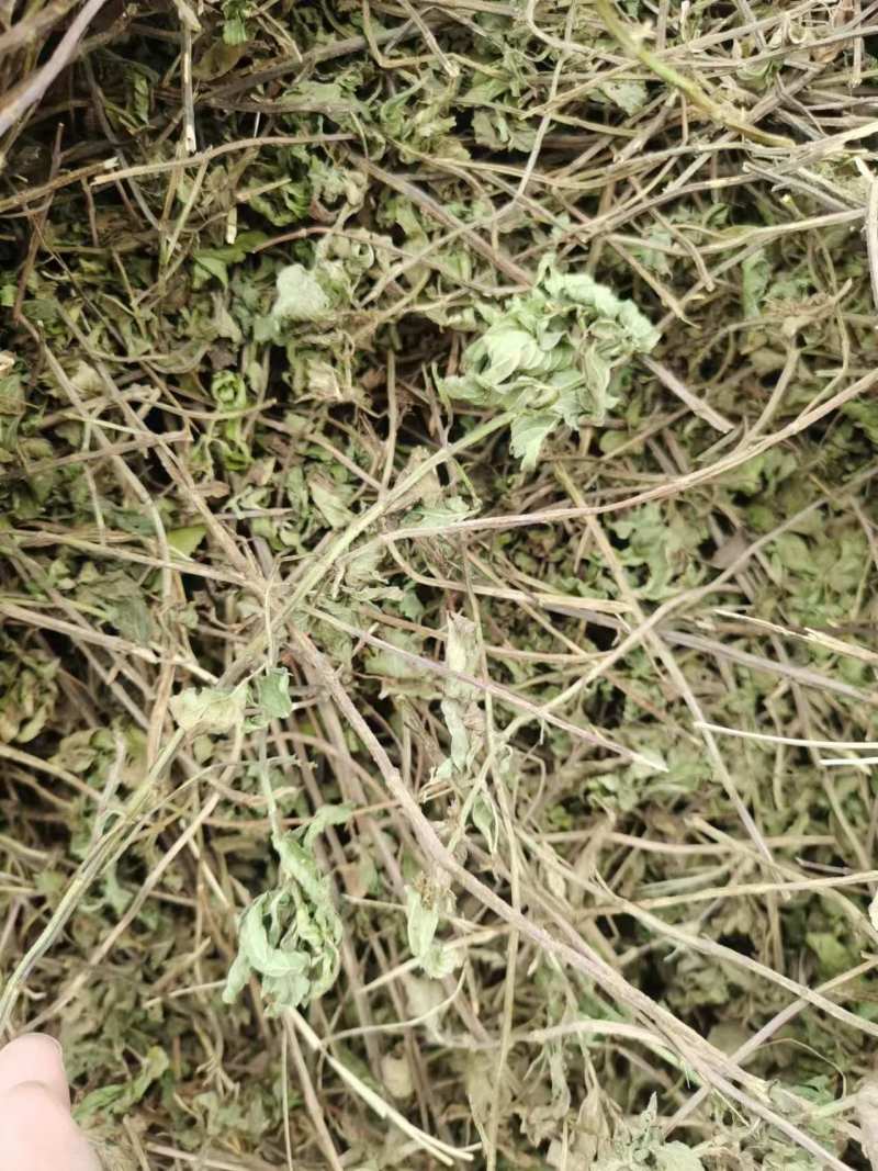 薄荷、中药材干货大量上市价格优惠支持视频看货欢迎来电