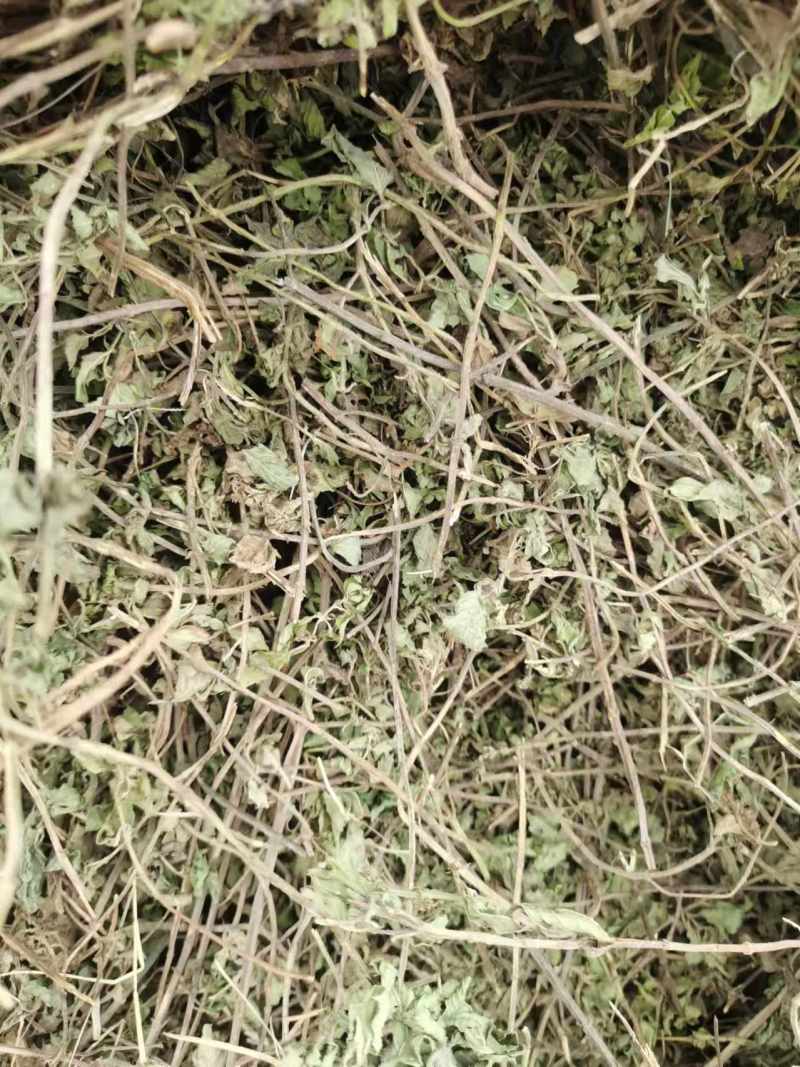 薄荷、中药材干货大量上市价格优惠支持视频看货欢迎来电