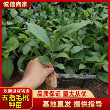 五指毛桃种苗基地直销量大质优支持视频看货保成活率
