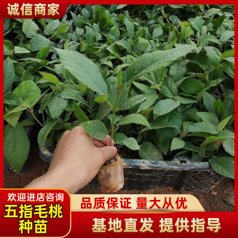 五指毛桃种苗基地直销量大质优支持视频看货保成活率