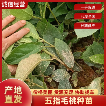 五指毛桃五指毛桃种苗苗苗厂直发根系发达成活率高
