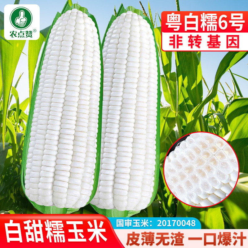 粤白糯6号-鲜食白糯玉米种子大棒高产非转基因