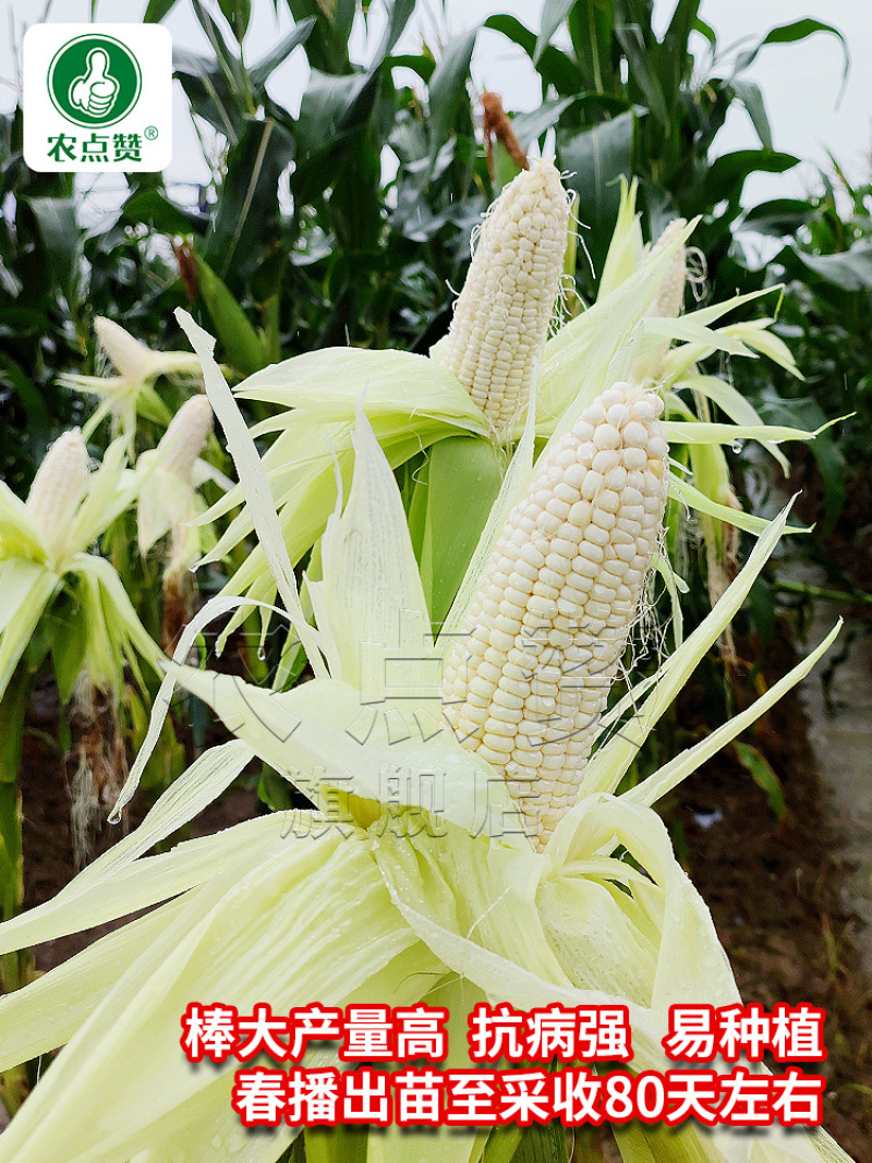 粤白糯6号-鲜食白糯玉米种子大棒高产非转基因