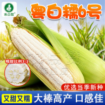 粤白糯6号-鲜食白糯玉米种子大棒高产非转基因