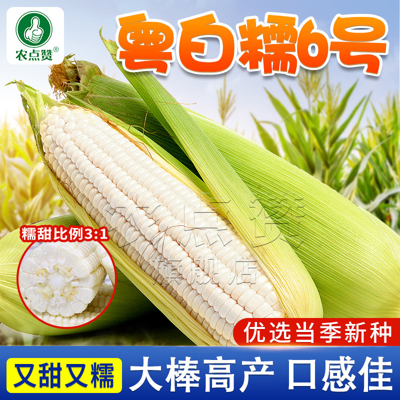 粤白糯6号-鲜食白糯玉米种子大棒高产非转基因