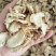 云南黄姜老姜片干姜不硫磺新货黄姜片土姜调料调香料黄色粉质