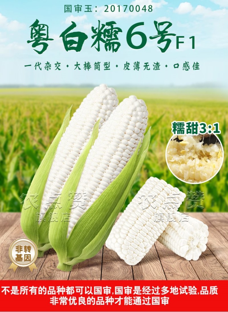 粤白糯6号-鲜食白糯玉米种子大棒高产非转基因