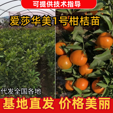 爱莎华美1号柑桔苗11月份成熟，现挖现发技术指导