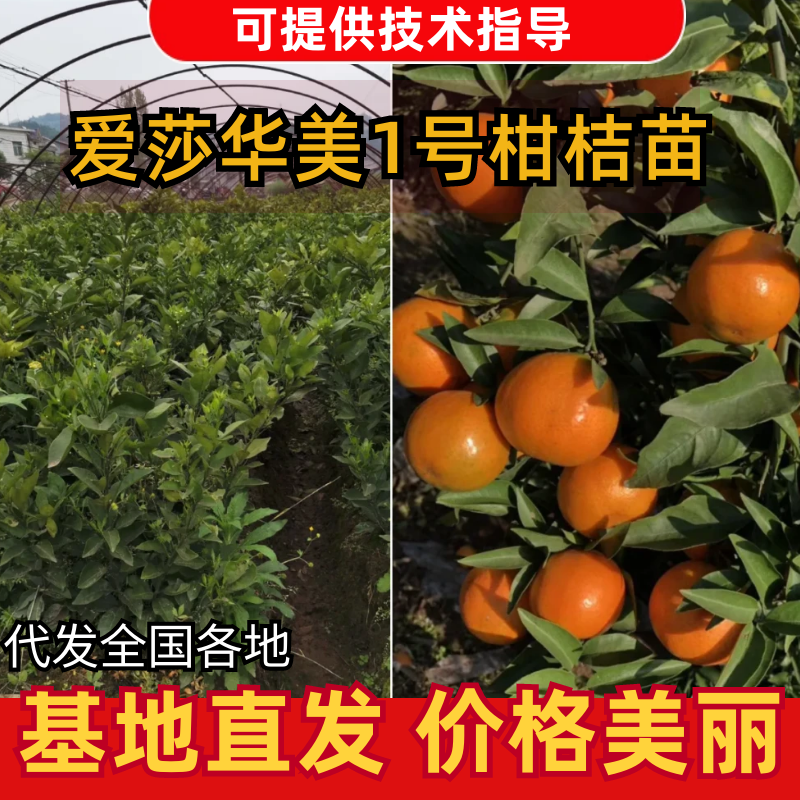 爱莎华美1号柑桔苗11月份成熟，现挖现发技术指导