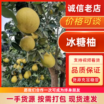 雪峰冰糖柚金兰柚麻麻柚多汁味甜质脆化渣基地发果对接商超