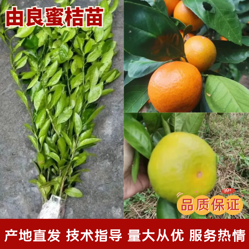 由良蜜桔苗早熟蜜桔苗果味甜化渣早产丰产易管理现挖保湿