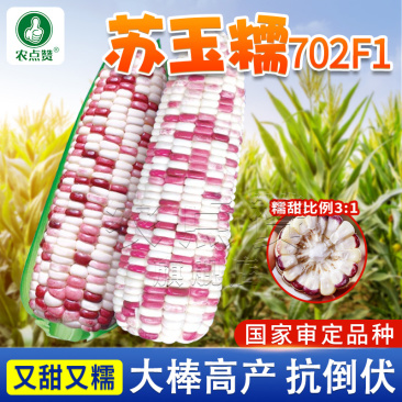 苏玉糯702-糯玉米种子糯中带甜高产非转基因一代杂交