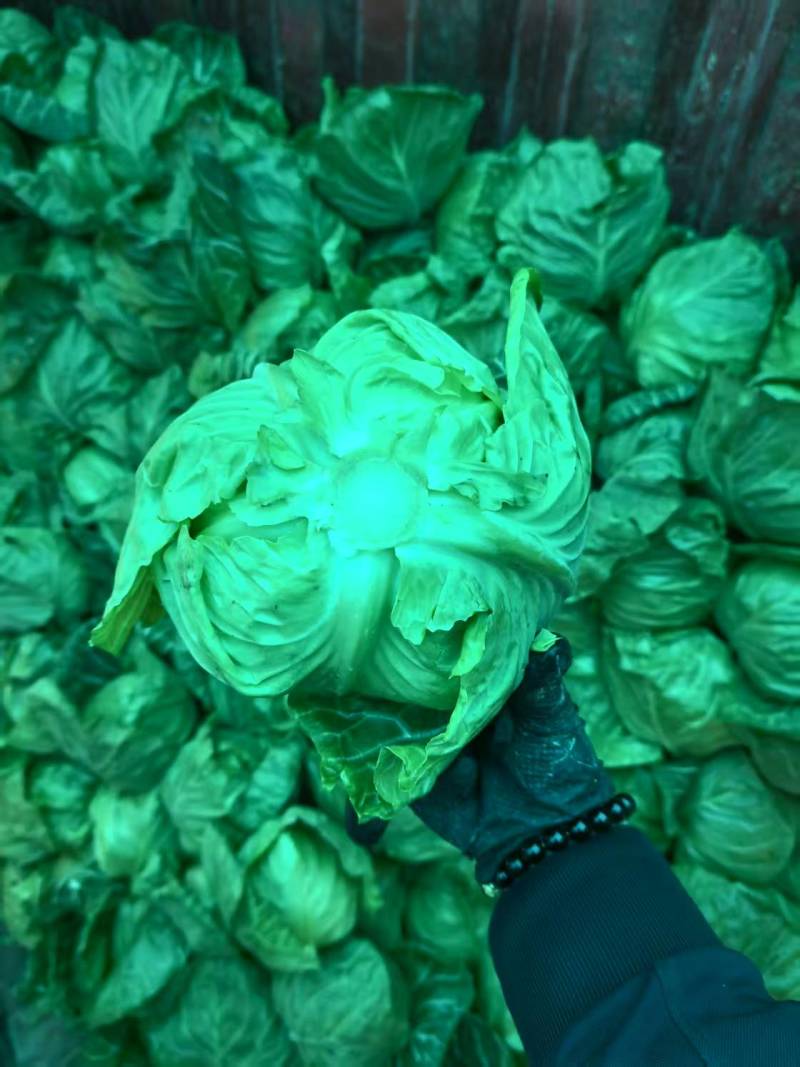 莲花白甘蓝包菜新鲜上市一条龙服务质优价廉欢迎考察