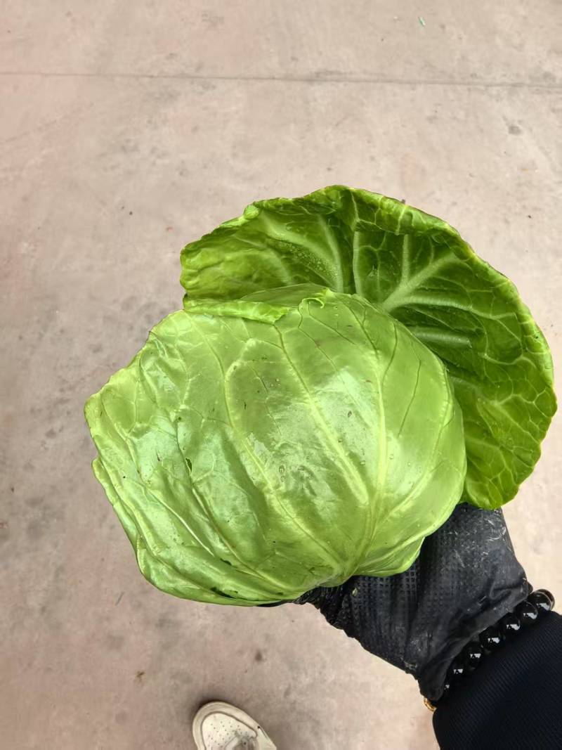 莲花白甘蓝包菜新鲜上市一条龙服务质优价廉欢迎考察