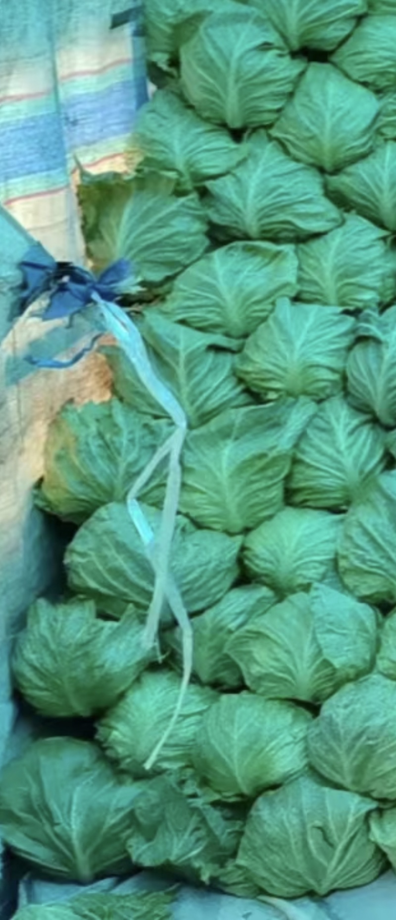 莲花白甘蓝包菜新鲜上市一条龙服务质优价廉欢迎考察