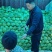 莲花白甘蓝包菜新鲜上市一条龙服务质优价廉欢迎考察