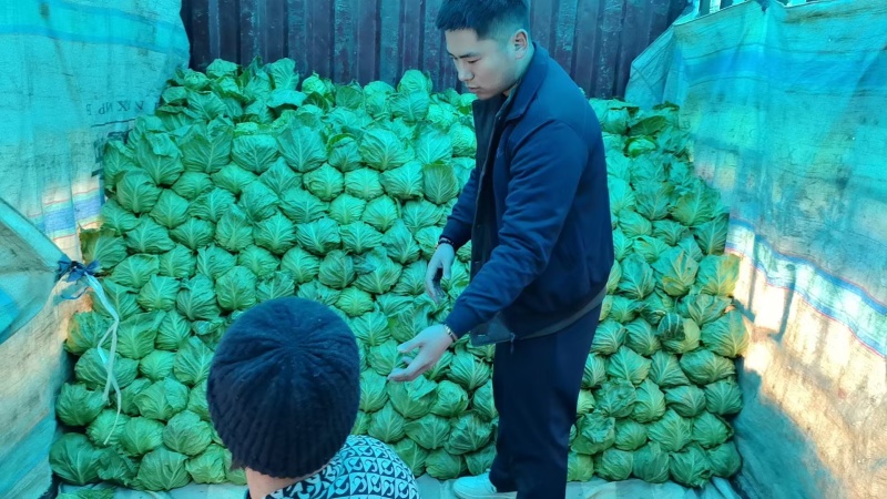 莲花白甘蓝包菜新鲜上市一条龙服务质优价廉欢迎考察