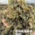 大量供应新鲜野生地皮菜地木耳产地直供精选无杂质