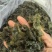 大量供应新鲜野生地皮菜地木耳产地直供精选无杂质