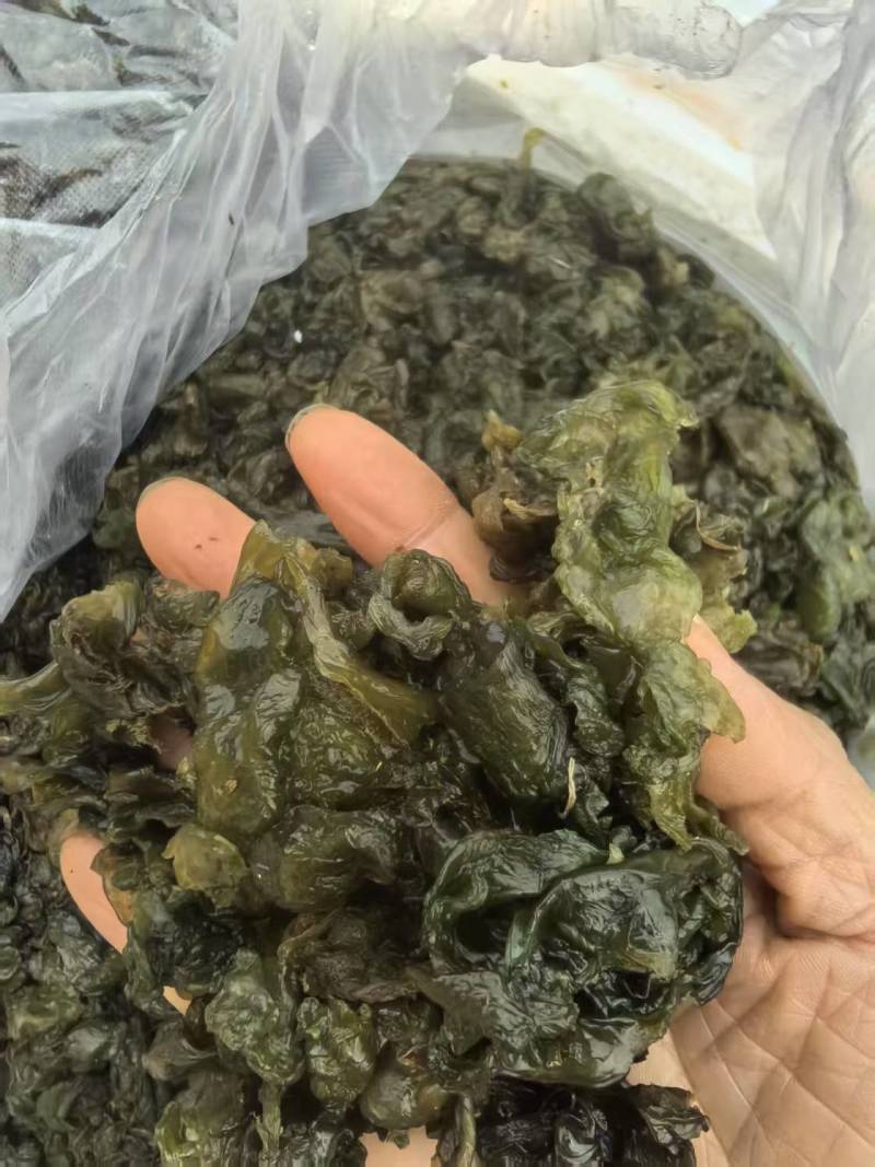 大量供应新鲜野生地皮菜地木耳产地直供精选无杂质