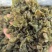 大量供应新鲜野生地皮菜地木耳产地直供精选无杂质