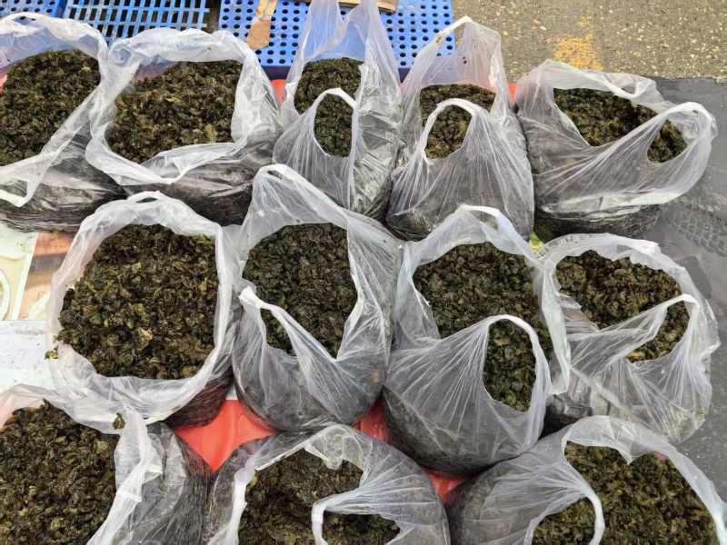 大量供应新鲜野生地皮菜地木耳产地直供精选无杂质